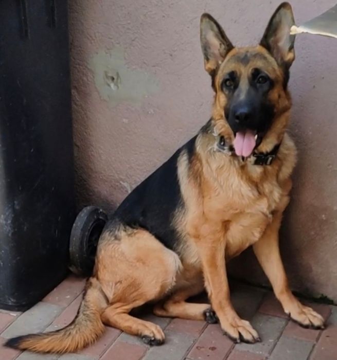 Ciobanesc german femela cu pedigree