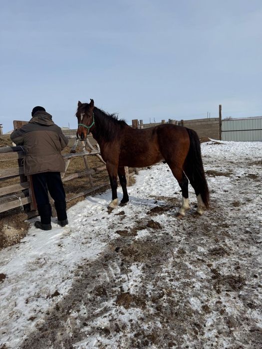 Продам лошадь айгыр 5 лет