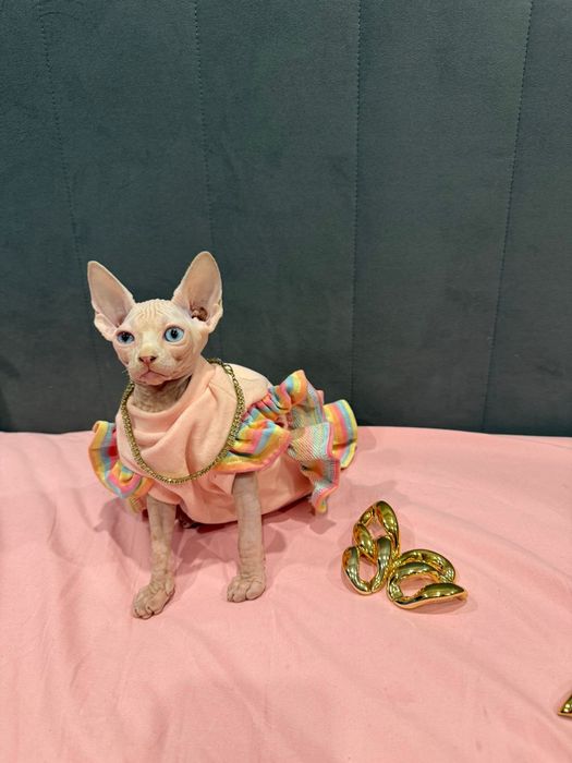 Сфинкс бамбино лонг