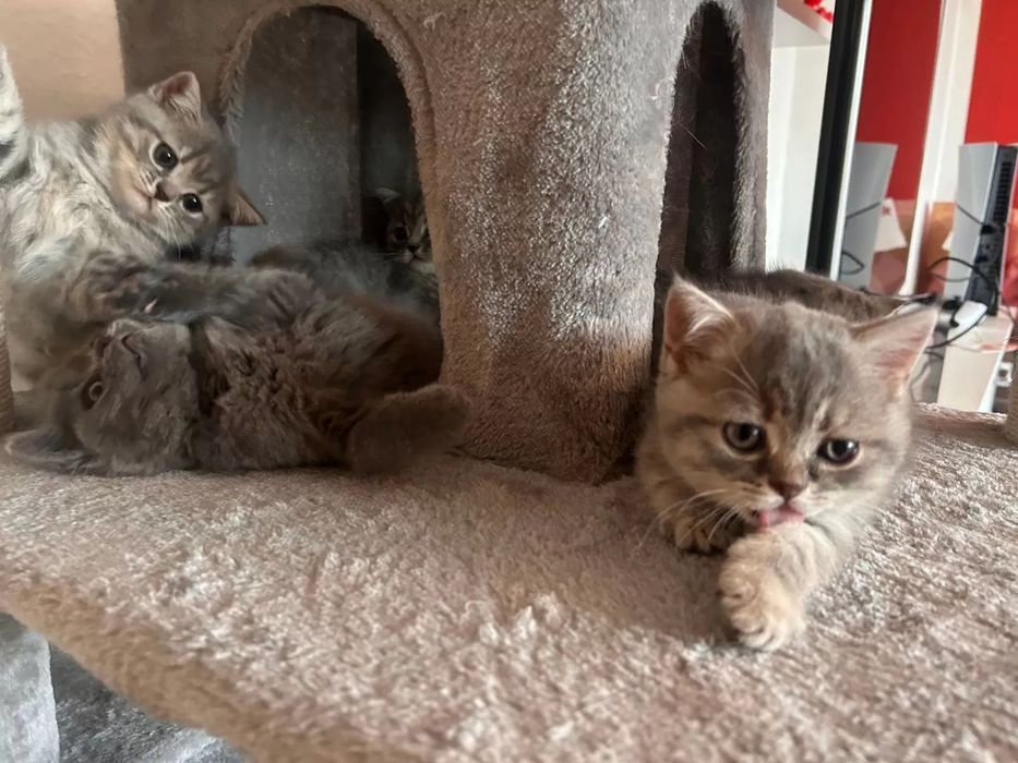 Британские котята