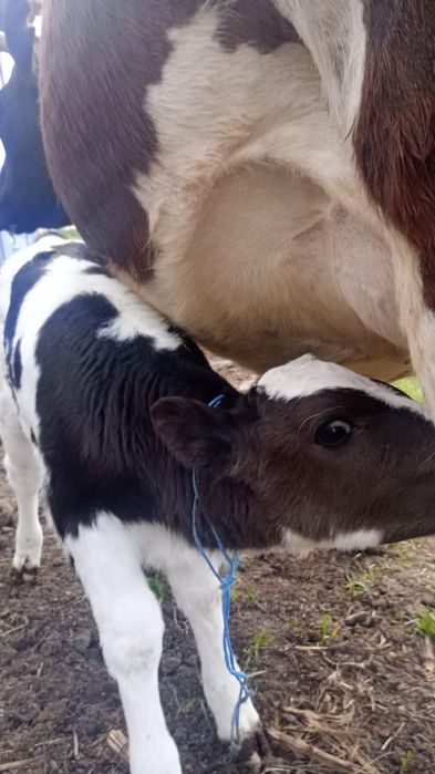 Vitea sugara disponibila