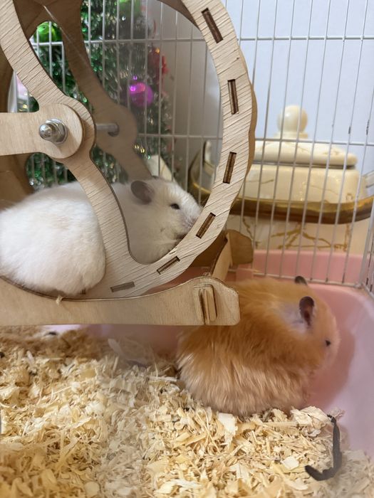 сирийский хомяк  шымкент (восток11)