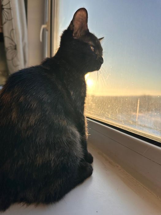 Хорошие Дарю котёнка