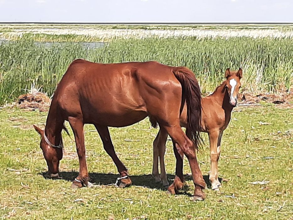 Биелер сатылады Акмола обл