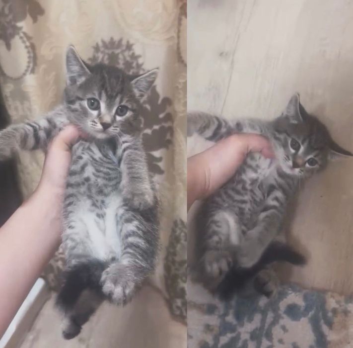 Шотландский котенок серебро табби!