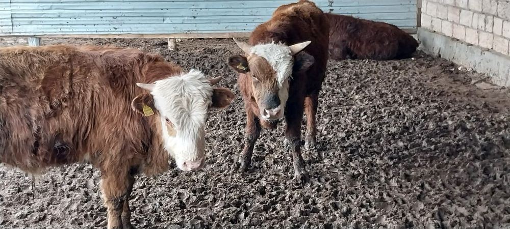 Буқа полтарашка сатылады