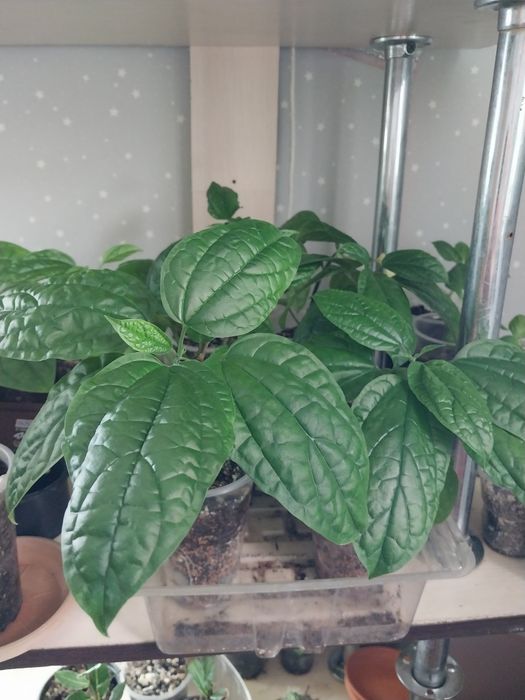 Комнатные цветы,домашние