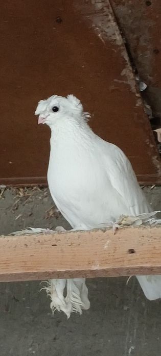 Продам  Голубей.