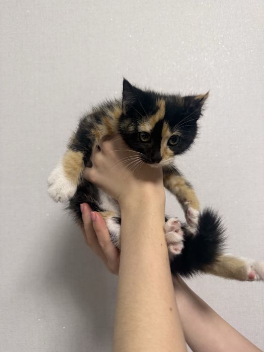 Отдам котенка в добрые руки