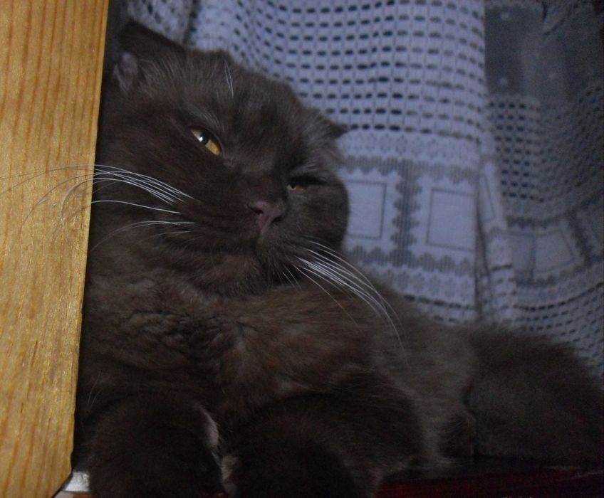 Хайленд фолд шоколадного окраса