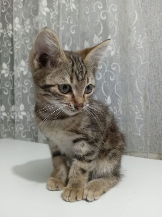 Отдам котят в хорошие руки
