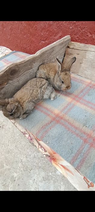 Iepuri pui Uriaș de Transilvania și gri german