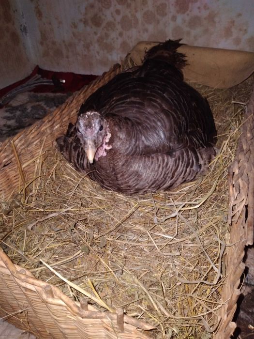 Vând curcă împreună cu pui săi