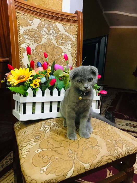 Продаётся Вислоухий Котёнок