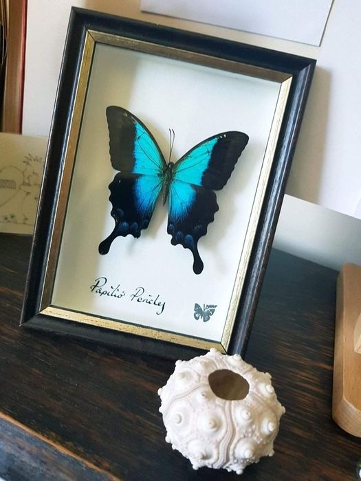 Бабочки в рамке !