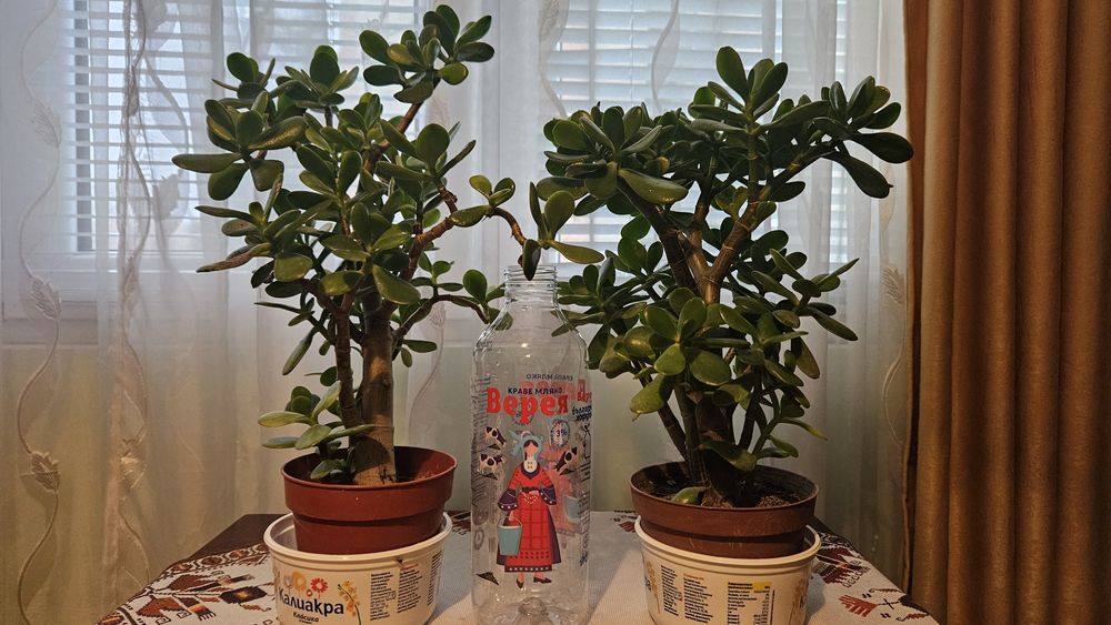 Дървото на живота 2 бр