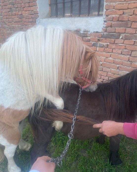 Vând o iapa de ponei  cu mânz  de 3 luni