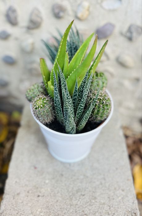 Mix plante suculente