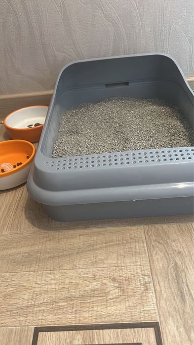 Продам шотландца