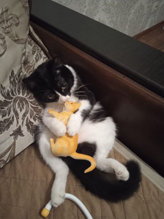 Кошка в хорошие руки