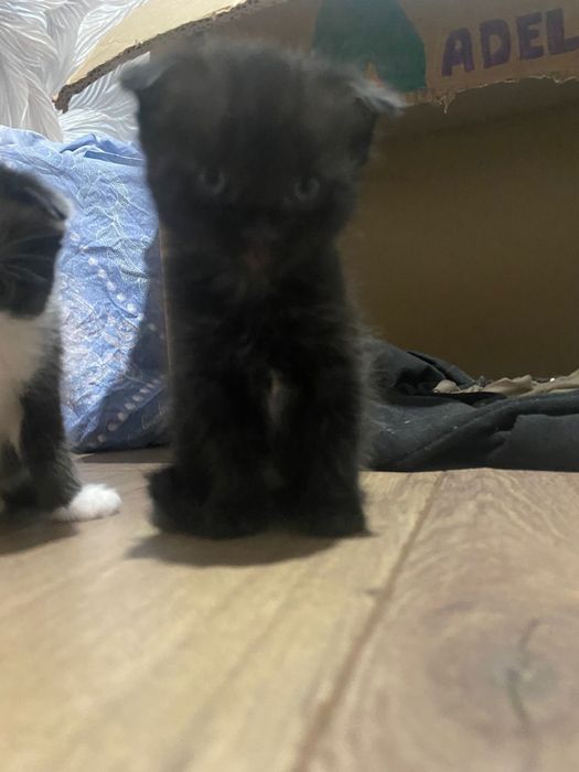 Отдам котят добрые руки