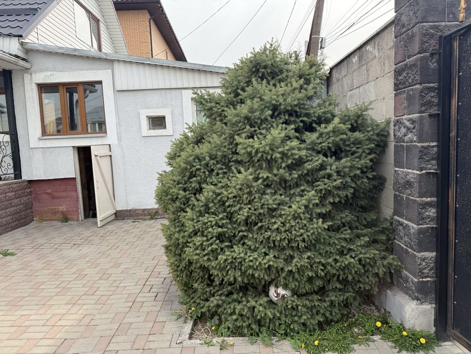 Продается тяншанские ели и голубые ели