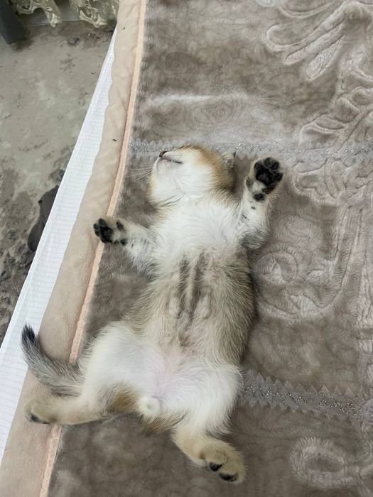 котеноок в хорошие руки