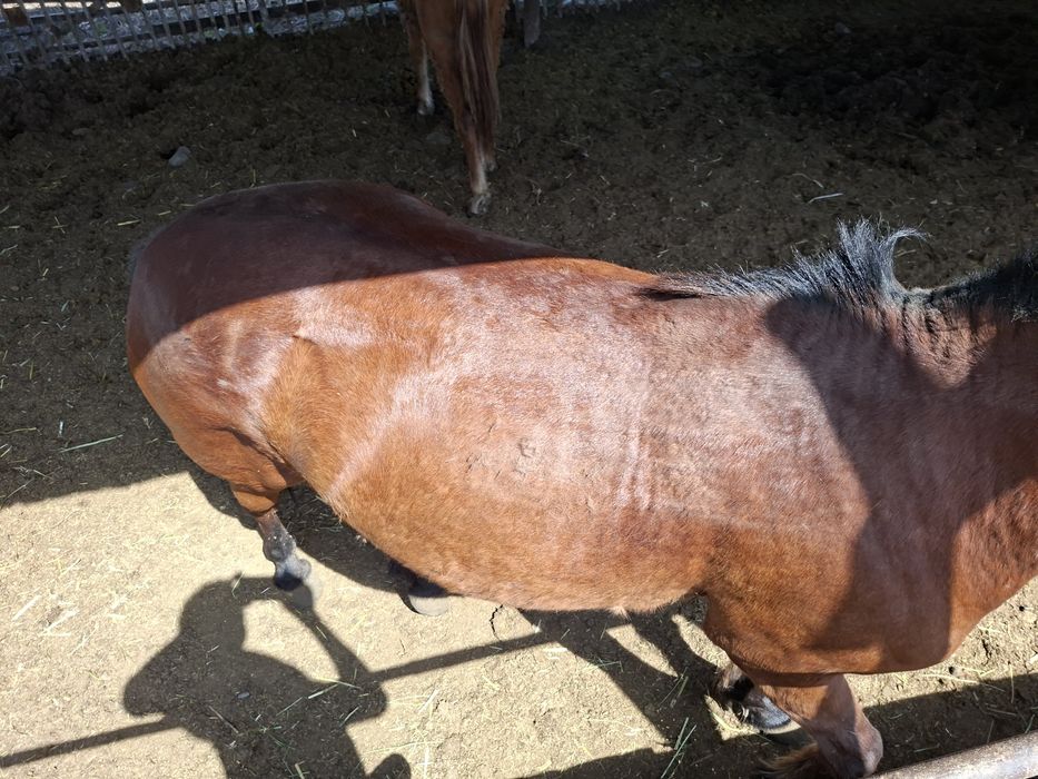 Семіз бие,Жырный кабыла.