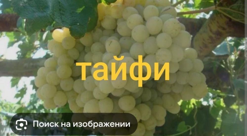 Продам саженцы винограда