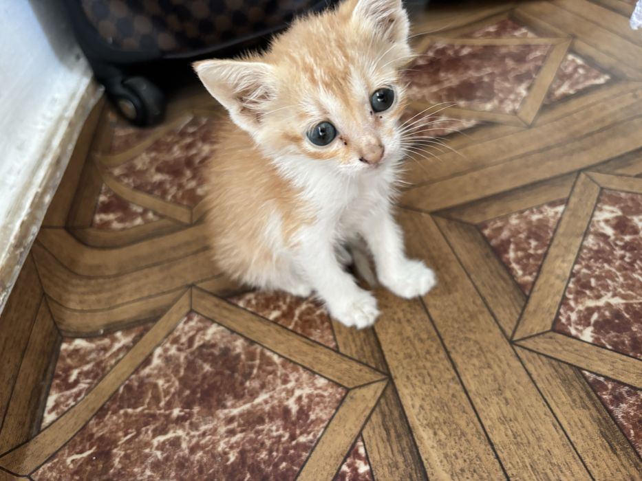 Кошка отдам в добрые руки бесплатно