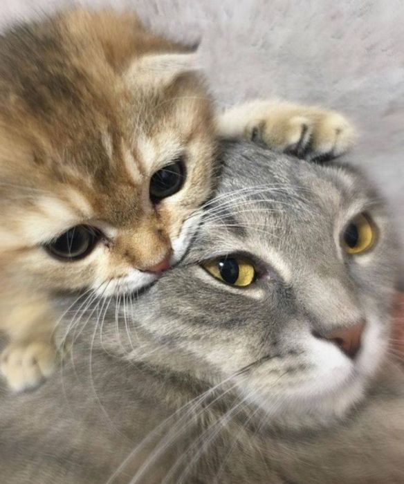 Шотландской вислоухий