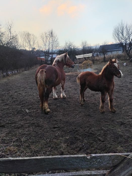 Vând iapă cu mânz!