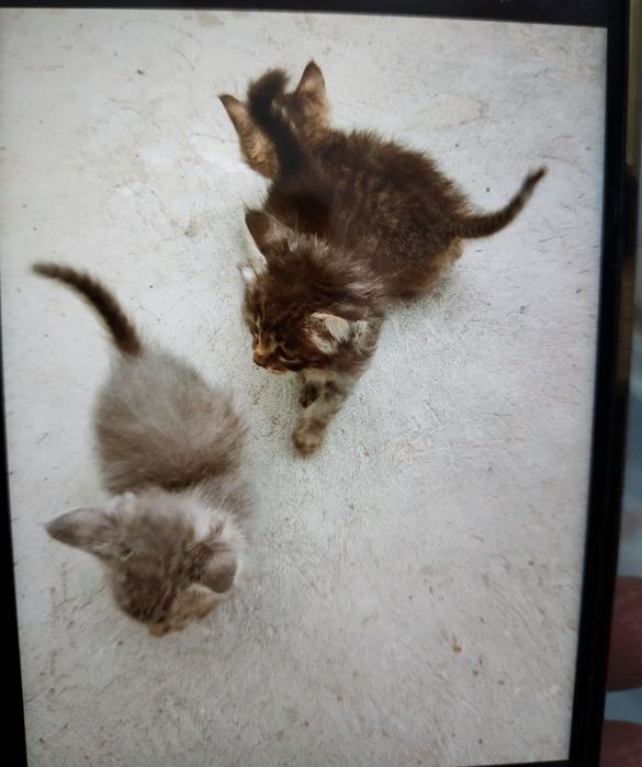 Миленькие Котята в дрбрые