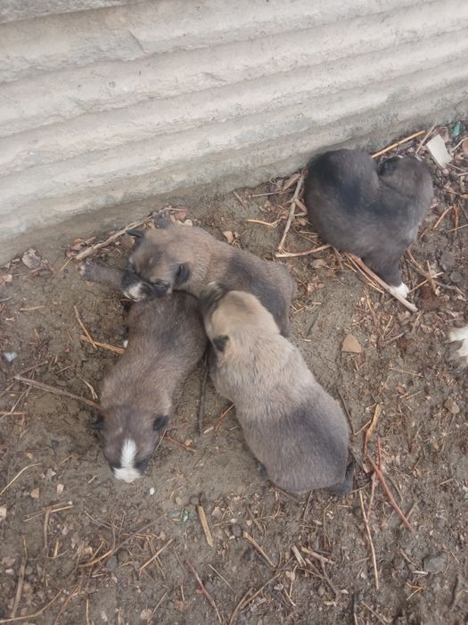 Ona bola itlar sotiladi