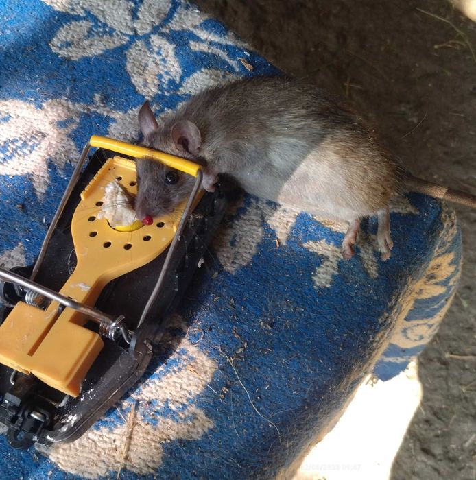 Капани за плъхове и мишки