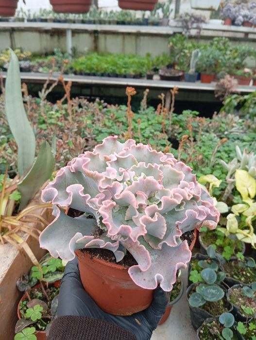 Продаются цветы-подарки для женщин к 8 марта. Большой ассортимент