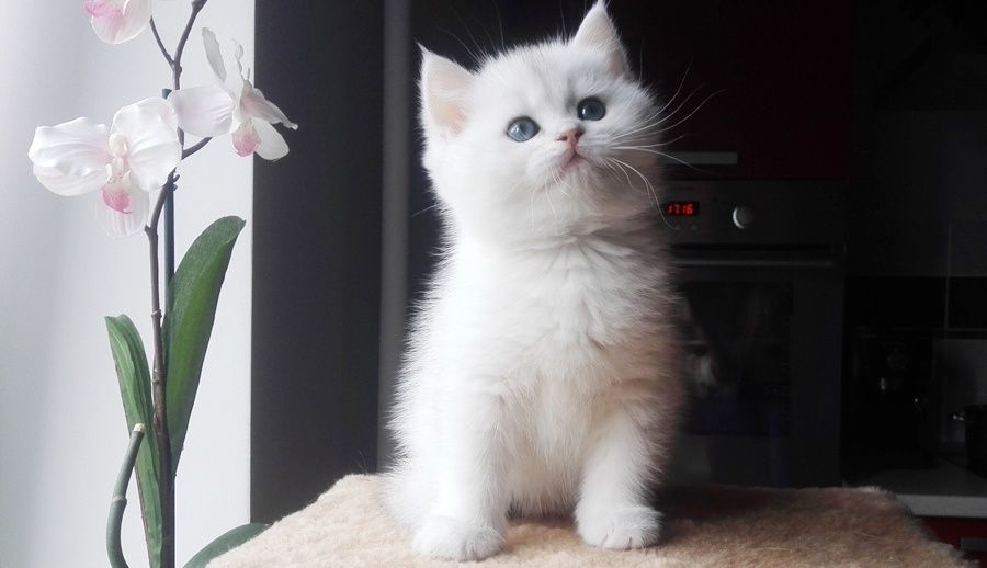 Британский серебристый шиншилла