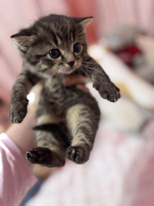 Котенок-девочка в добрые руки