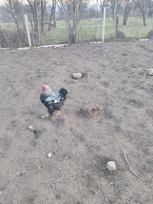 Cocoș de vânzare