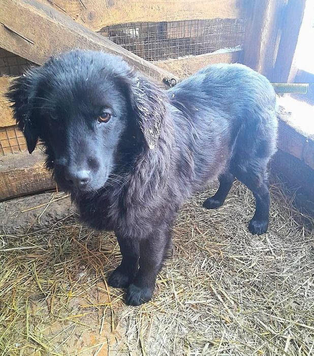 Отдам щенка в хорошие руки