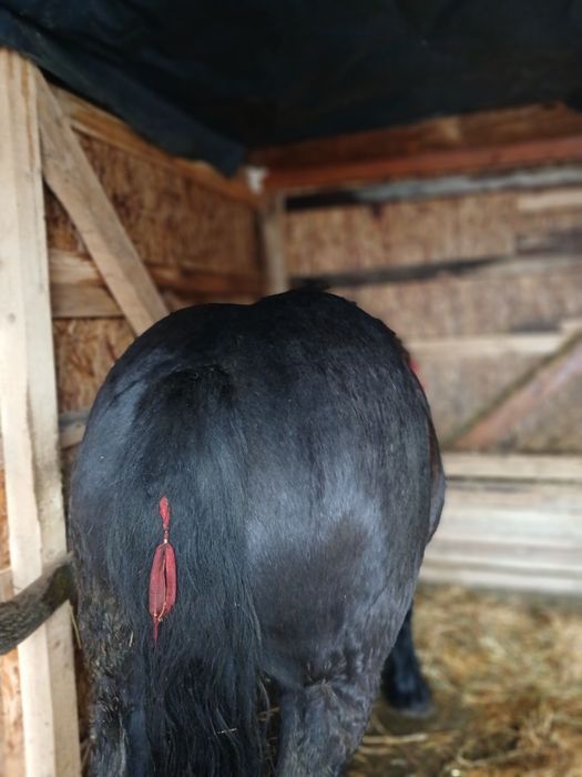 Vand iepe manza foarte cuminti