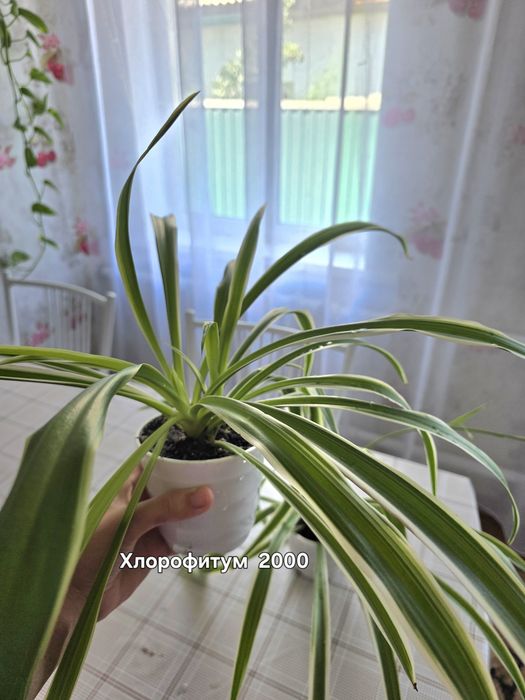 Комнатные растения