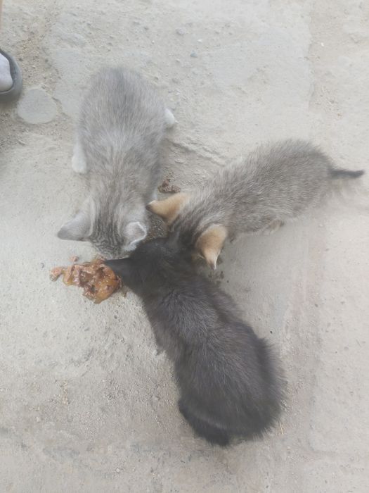 Котята бесплатно