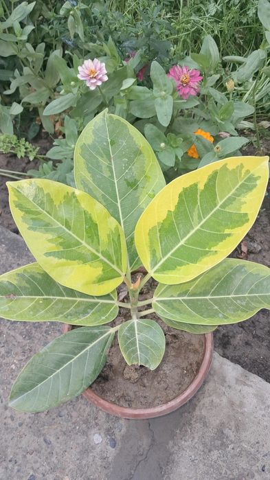 Продаются цветы. Мырзакент.