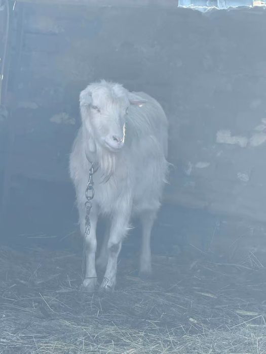 Capre si iezi de vanzare