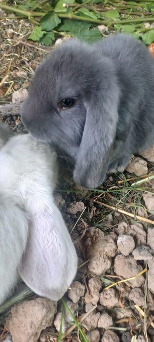 Кролики 2,5 месяца