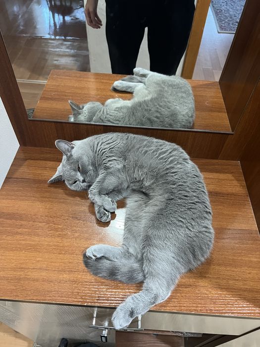 Отдадим кошку в добрые руки