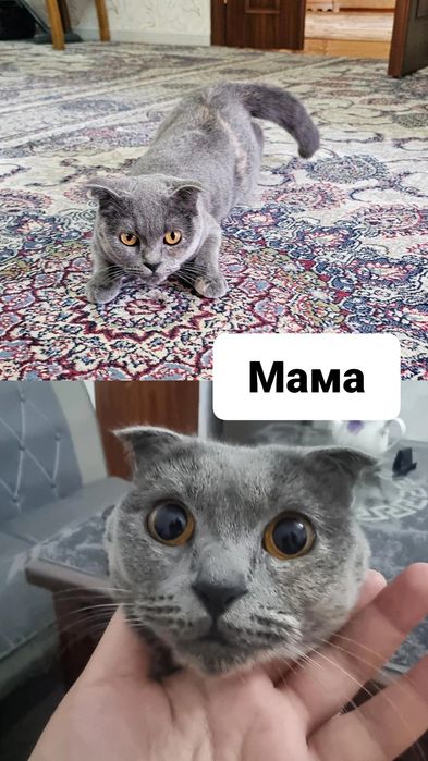 Котята под бронь