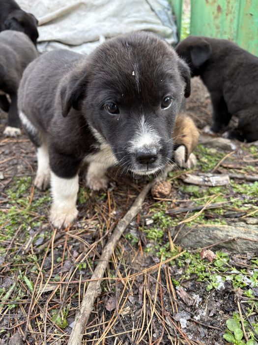 Подарявам кученца