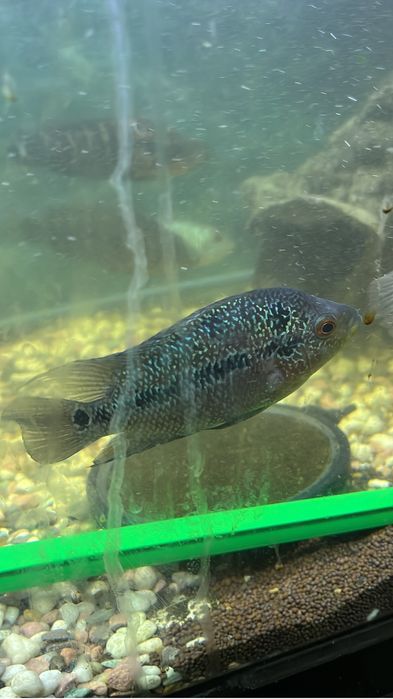 Цихлиды, Америка